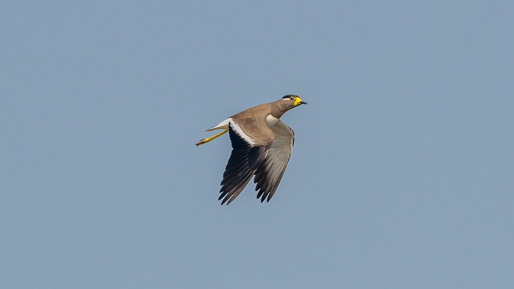 Yellow-wattled Lapwing